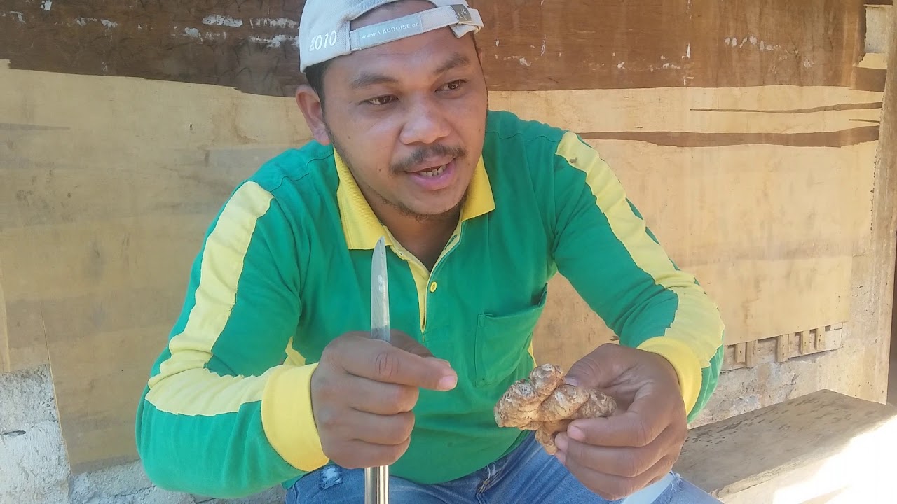 Tips sederhana cara pemotongan Bibit Jahe Gajah