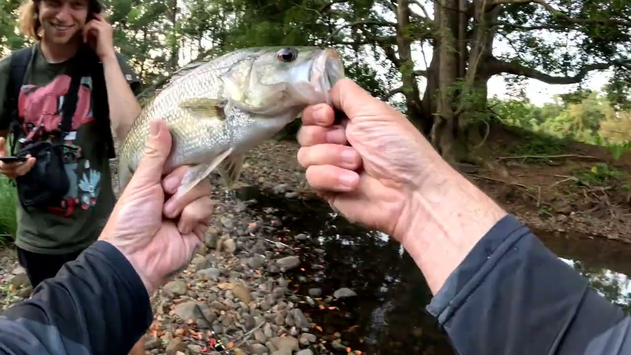 WILD AUSSIE BASS FISHING NORTHERN NSW IN SMALL WATER