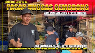UPDATE ON PRICES OF MUSHROOM AND CHICKEN SEEDLINGS AT THE SELAMET PUYUH KIOSK, A TRIP TO GEMBRONG...