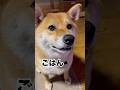 ささやき柴犬　#柴犬 #柴犬のいる暮らし #shibainu #癒し #しゃべる犬