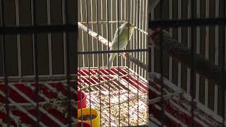 Bebê Estudando. - Nascido: 30/12/2025. - (Aprimoramento Genético Para Canto.) 🐦