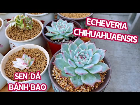 Βίντεο: Echeveria δίχρωμα λουλούδια