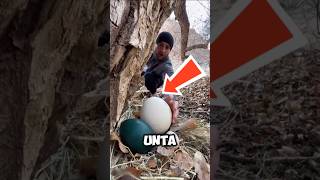 Why Should Ostrich Eggs Be Hand-Catched?