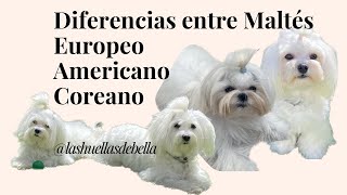 Diferencias entre Bichon Maltés Europeo, Americano y Coreano ❣ #bichonmaltes  #perros  #dog