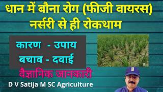 Dhan me bona rog (fiji virus ) ki dawa | नर्सरी से ही बचाव | dhan me chote paudhe ka ilaj | 