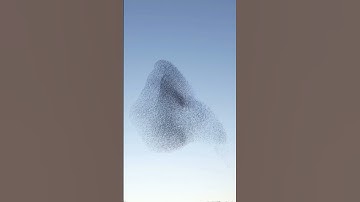 The Secrets and Science Behind Starling Murmurations @bdwildbird