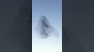 The Secrets and Science Behind Starling Murmurations @bdwildbird