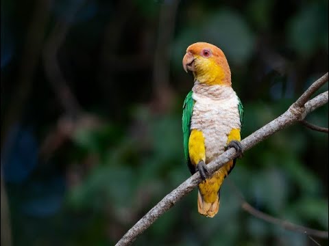 White Bellied Parrot In The Wild Brazil
