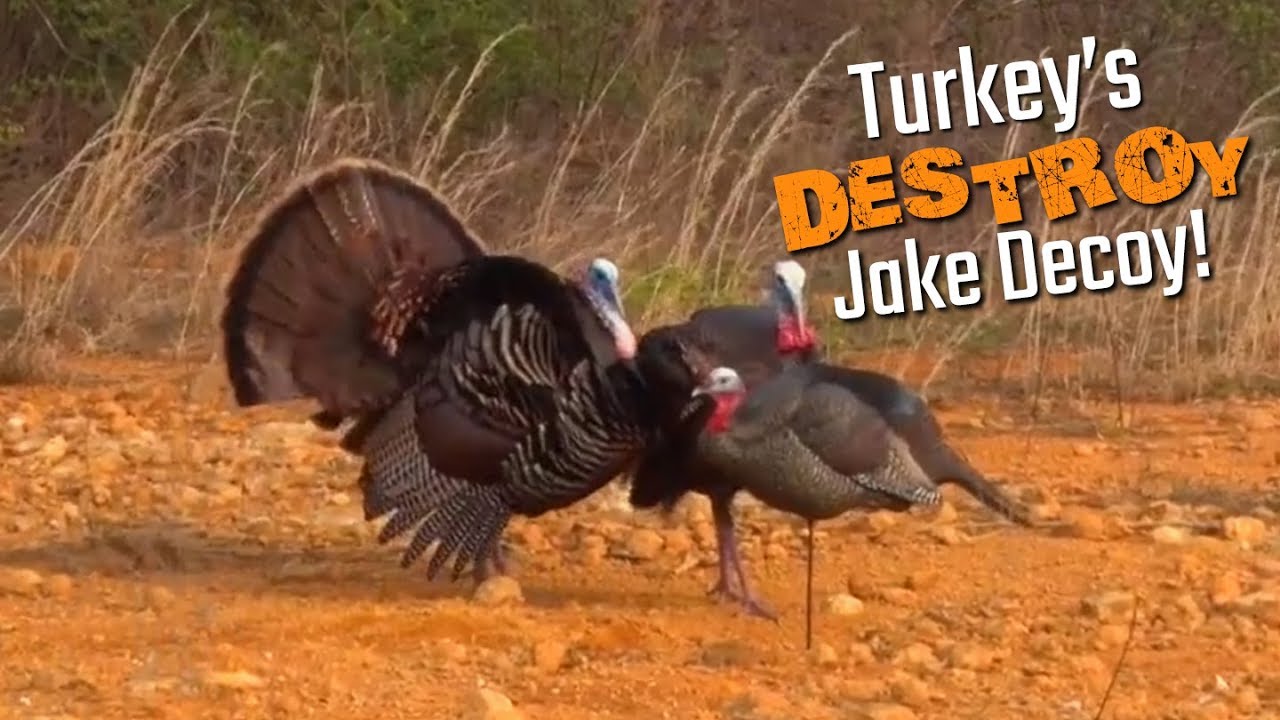 Turkeys Destroy Jake Decoy! YouTube