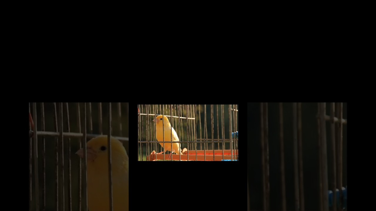 The bird in the cage 🕊 | |  