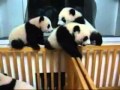 Panda babies fighting 熊猫宝宝打架