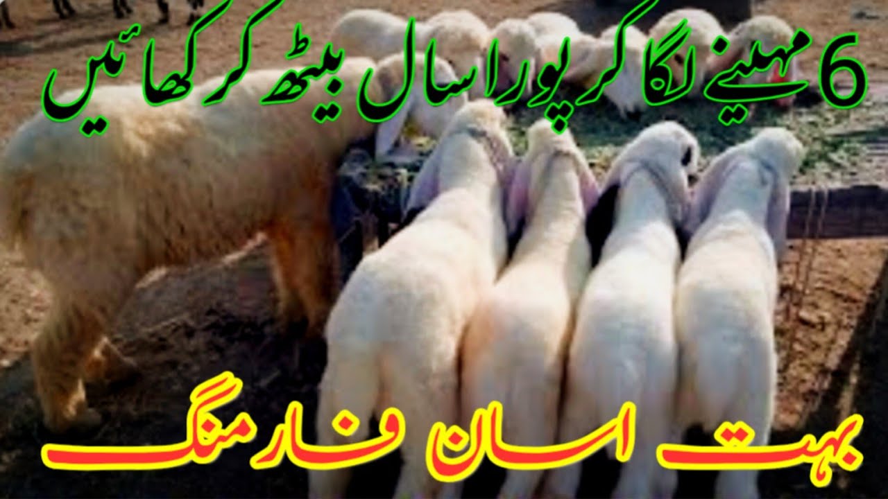 How To Start kajla chatra Farm In Pakistan | kajla Farming Business Ideas Tips In Pakistan؛