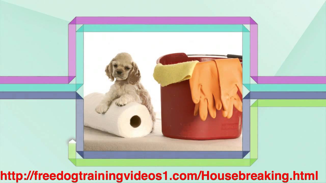 Helpful Steps on How to House Train an Adult Dog YouTube