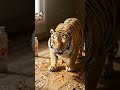 Magic pencil created a real animal 🐯