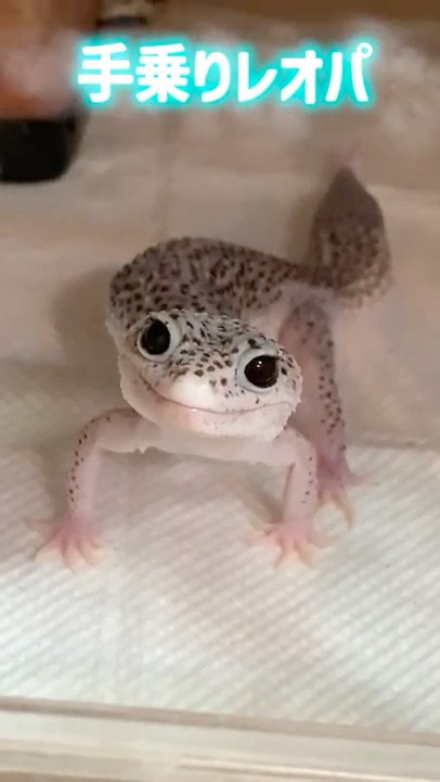 This palm-sized leopard gecko is so cute ♡ #reptiles #shorts