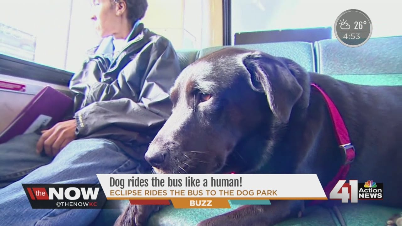 Dog rides bus like a human YouTube