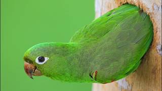 10 Aves Endémicas de la Isla La Española (República Dominicana y Haití)
