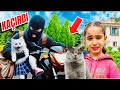 ELİF SİNEM SOKAK KEDİLERİNE MAMA VERDİ ‼️ BAKIN NELER OLDU ??