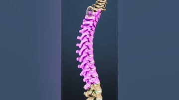 Where Do Spinal Compression Fractures Most Frequently Occur?