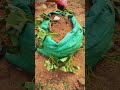 I never thought sweet potatoes could be grown like this #Rural Life #The Wisdom of the Wo#6b886