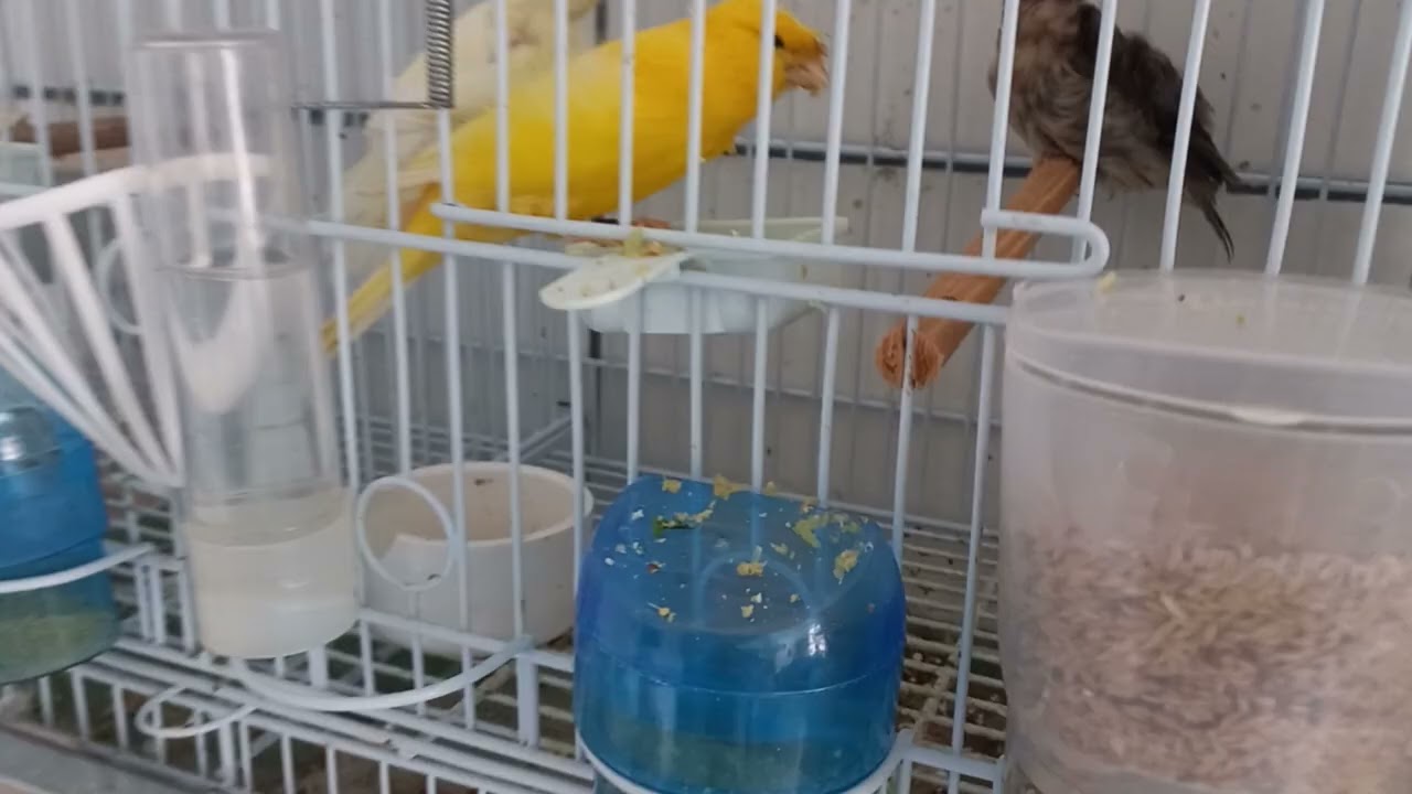 Feliz dia das crianças. Canaril matos de Guarulhos