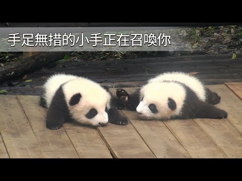 《熊貓早晚安》手足無措的小手正在召喚你 | iPanda
