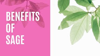 Unlocking the Power of Sage 🌱: Health Benefits You Need to Know!