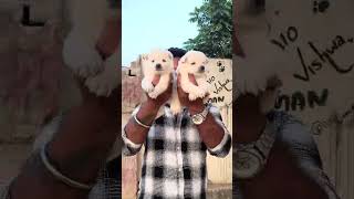 Top Quality Pomereneyan Male And Female Available Best Price With Transport 