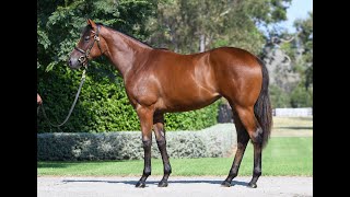 Inglis 2024 Classic - Lot 102 - Wootton Bassett x Ballet Suite filly