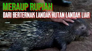 BERTERNAK LANDAK HUTAN LIAR