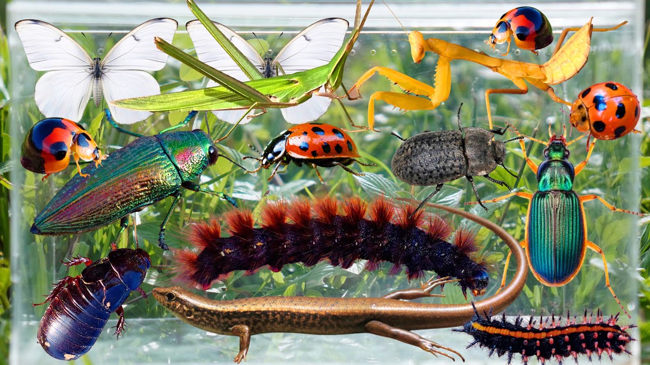 Bug Hunting, Insect Collecting, Butterfly, Mantis, Ladybug, Beetle, Caterpillar, Grasshopper & More 