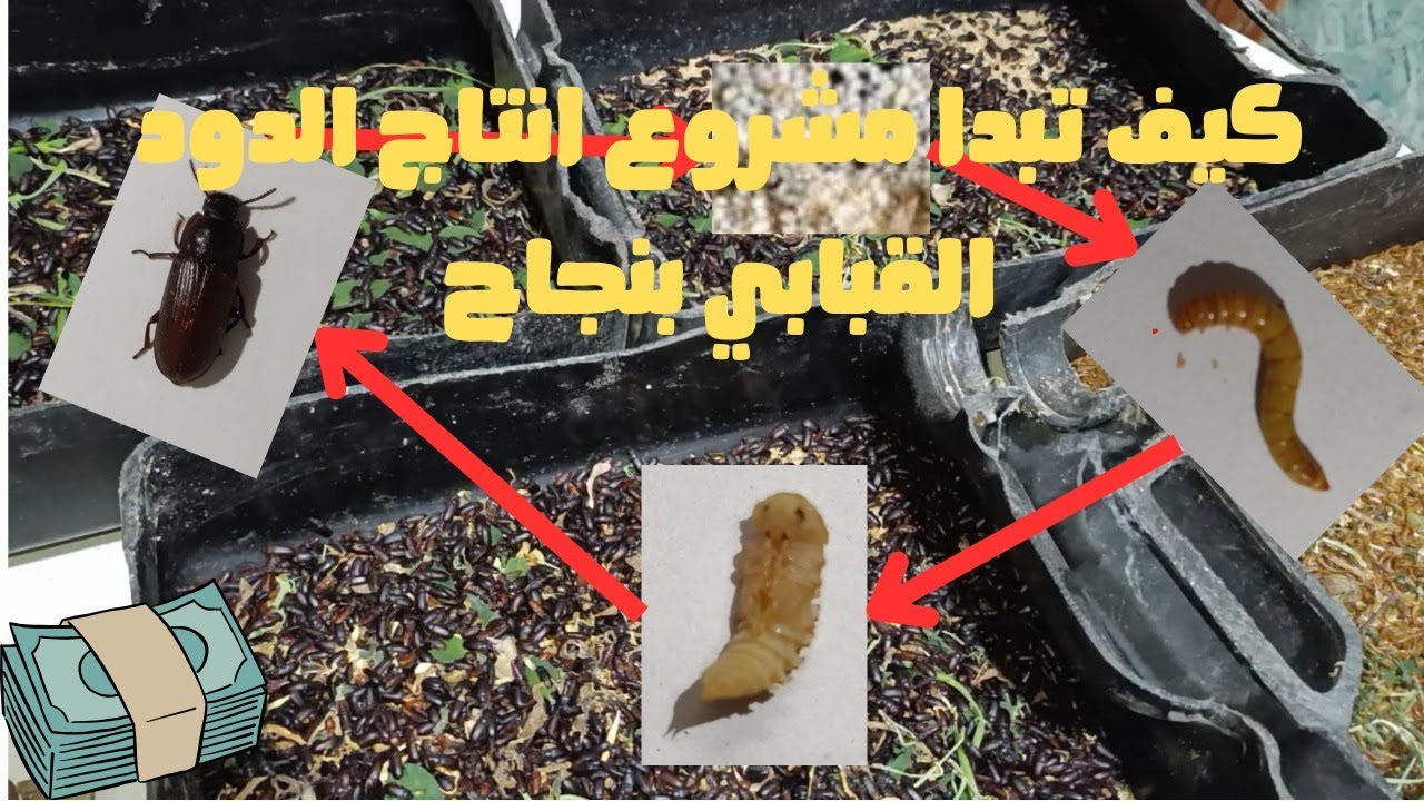 مشروع الاستثمار في انتاج الدود القبابي في المنزل: من الفكرة إلى التنفيذ الناجح