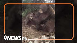 9NEWS viewer captures adorable exchange between a momma bear and her cubs in Steamboat Springs