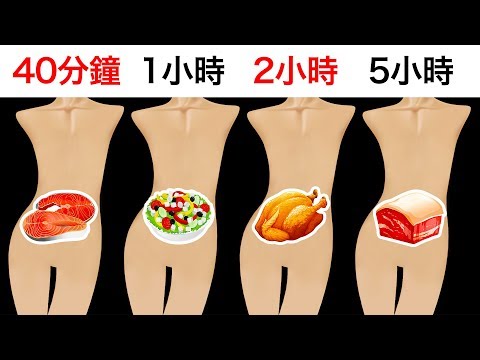 食物在胃裡會停留多久？
