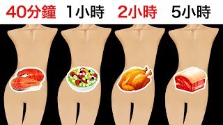 食物在胃裡會停留多久？ 
