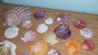 In My collection  Scallop Shells