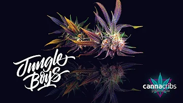 Rare Look at the Legendary Jungle Boys in Los Angeles - Growing Techniques, Unique Strains, and More