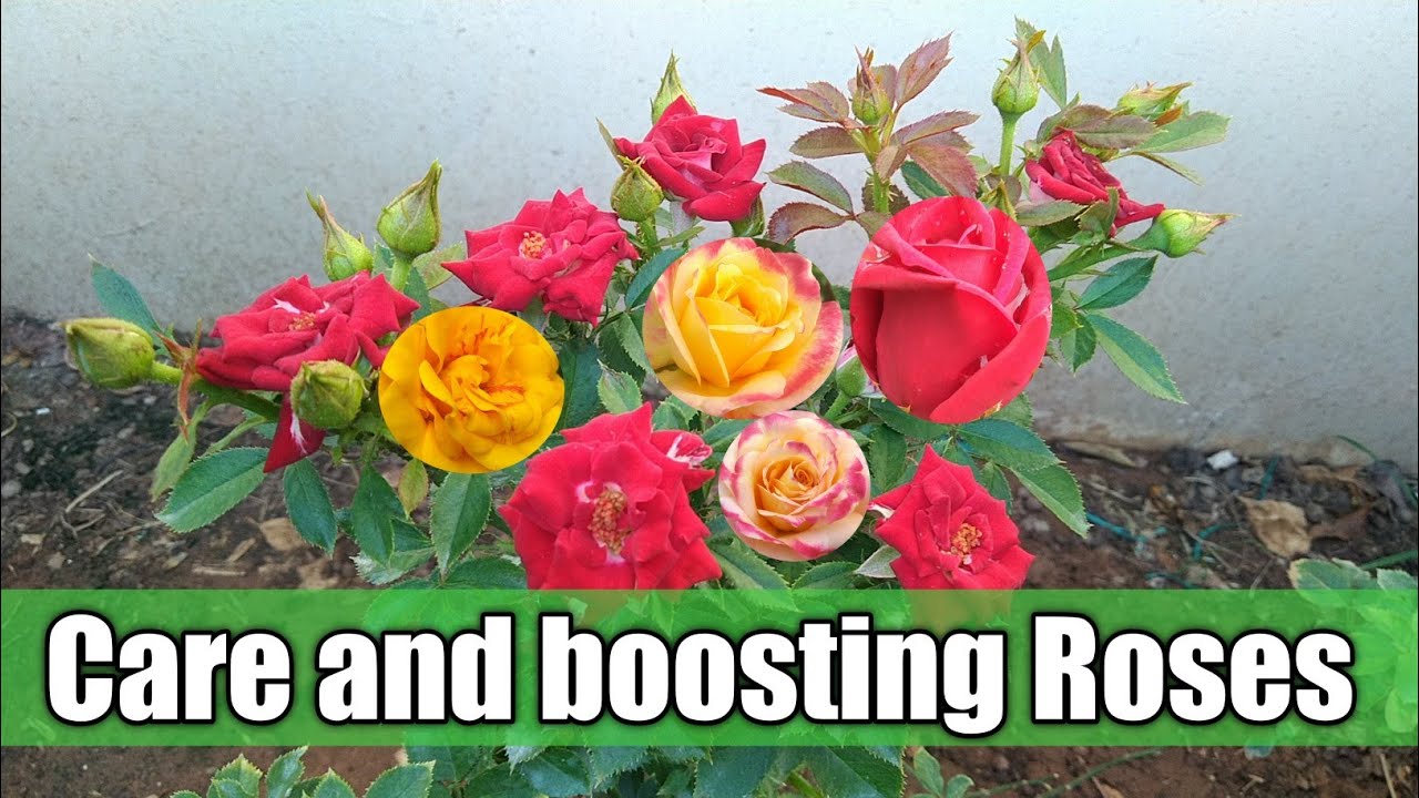 How to treat Rose Plant How to boost rose Plant care of rose