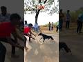 kolhapur dog race || dog res || Dog racing kolhapur || #shorts
