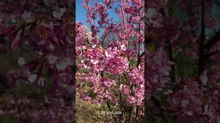 CameraTalk: Floral Splendor