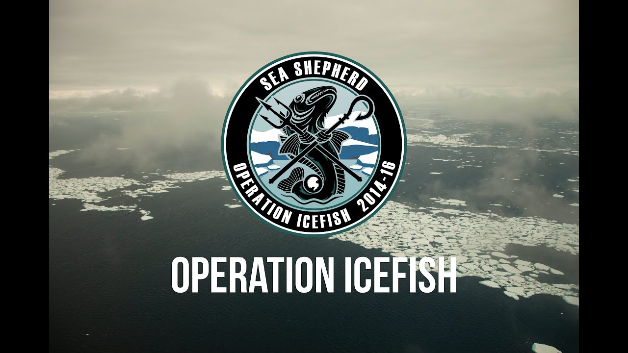 Illegal Fishing in Antarctica Shut Down by Sea Shepherd.