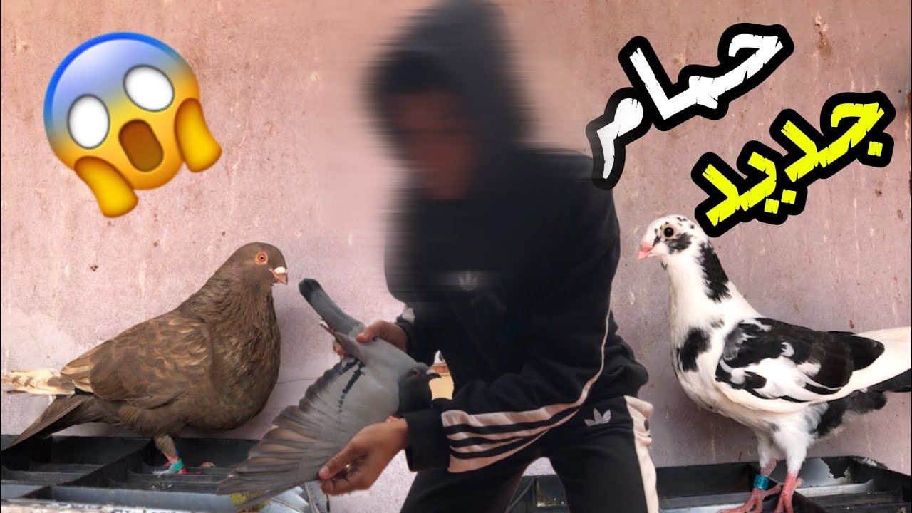 حمام جديد 🕊️😱جبت حمامة جديدة أنتى سيفيانوس في المستوى🫶🏻😱