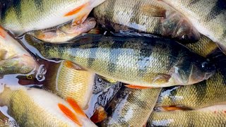 JUMBO PERCH Smash on Green Bay! 7-3-26