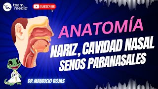 Anatomia De Nariz, Cavidad Nasal Y Senos Paranasales