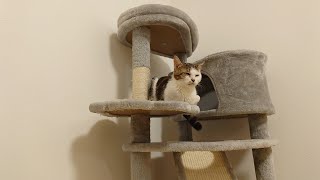 四肢に障害のある子猫、穏やかに暮らす。