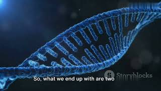 Unraveling the Mystery  DNA Replication