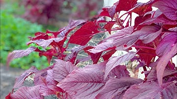 سورة الصف اسمع الصوت الجميل 