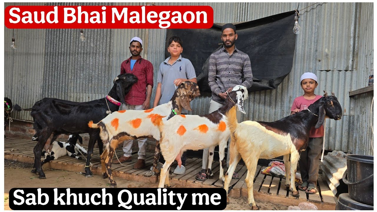 Saud Bhai Malegaon ne laya Quality Beetal, Totapari, Kota or Gujri 