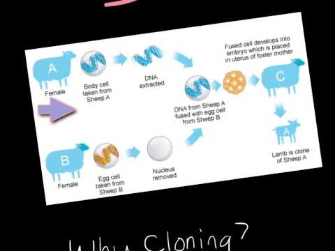 What is Cloning?