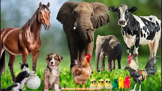 Collection of Land Animal: Elephant, Cat, Cow, Horse, Dog  Animal Paradise